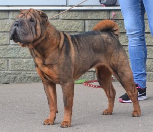 АЛАКСАР СВЕТ ВИЗАНТИЯ ДЕ ЛЮКС (Шери)