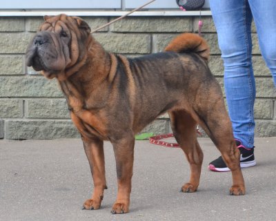 АЛАКСАР СВЕТ ВИЗАНТИЯ ДЕ ЛЮКС