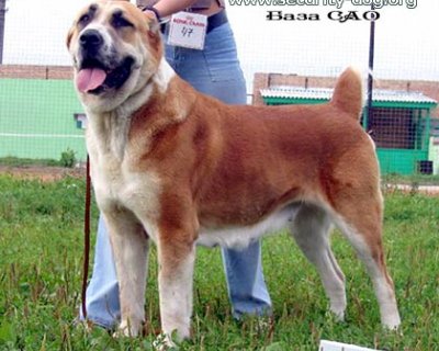 САРЫ-ШАЙТАН НИКА