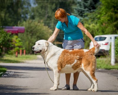 АК НУККЕР УРШУДЖИ