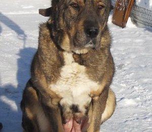 ДАНА