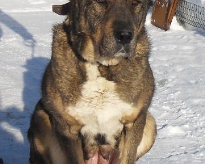 ДАНА