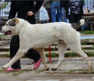 ЯГУАР ИЗ АЛЕКСАНДРОВОЙ СЛОБОДЫ