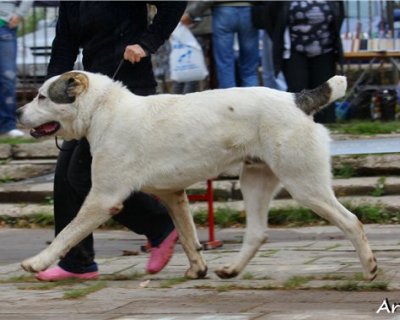 ЯГУАР ИЗ АЛЕКСАНДРОВОЙ СЛОБОДЫ