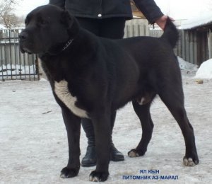 ЯЛ КЫН